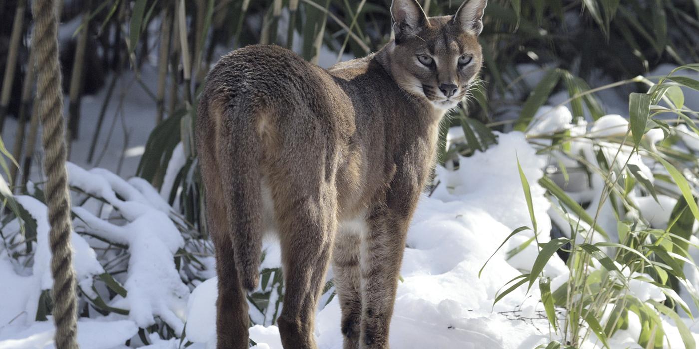 caracal