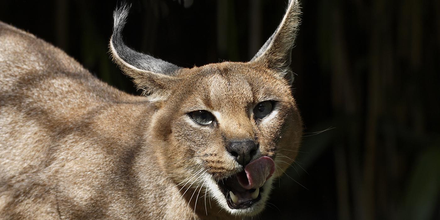 Caracal black background