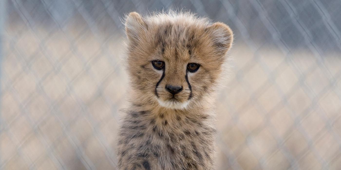 cheetah cub