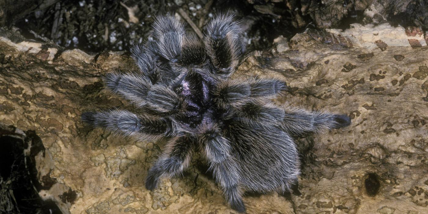 large spider with a blackish body and long gray hair