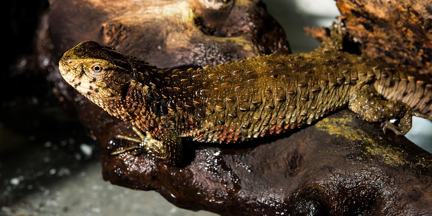 A Chinese crocodile lizard with olive green, pointed scales standing on a rock above the water