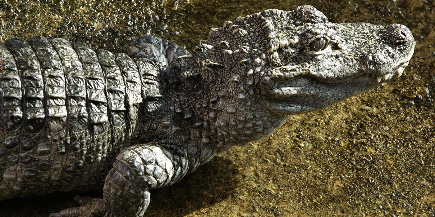 Upper body and head of a grayish alligator