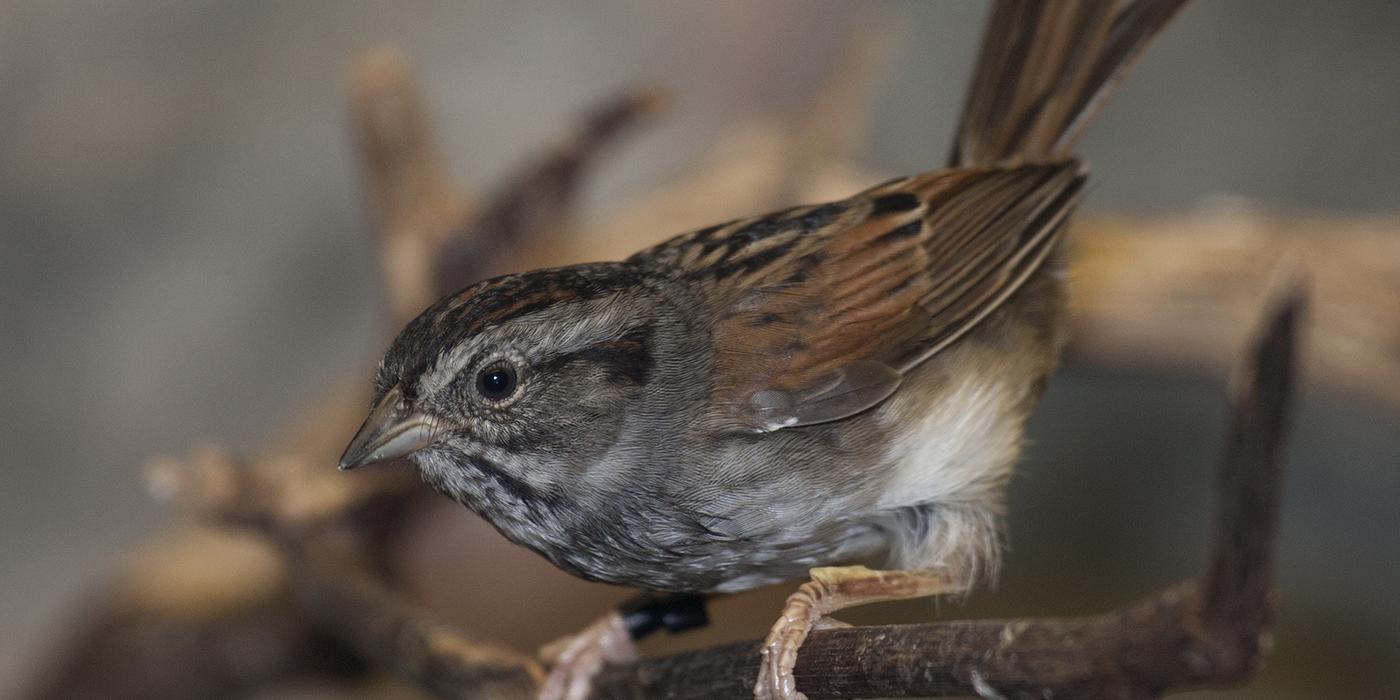 demure sparrow with a rusty back, grayish face and breast and whitish belly perched on a branch with its brown tail upraised