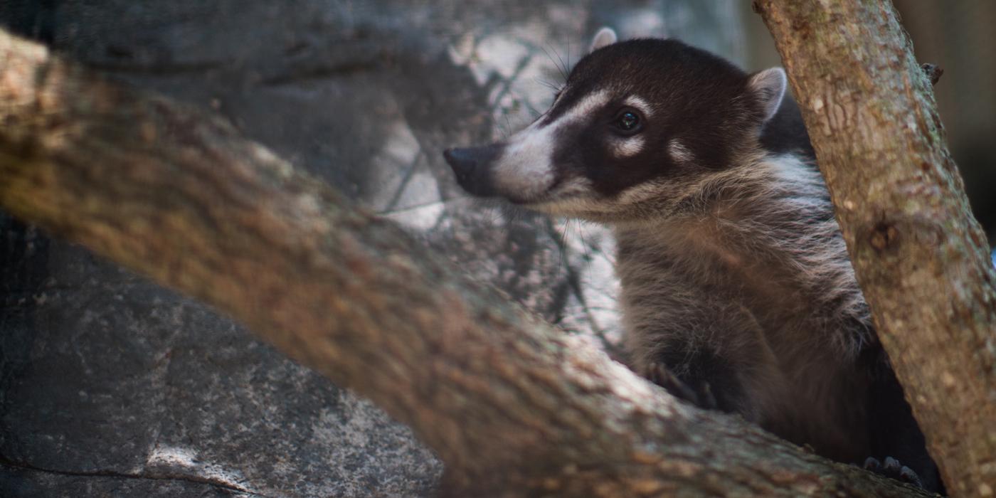 coati on a branch