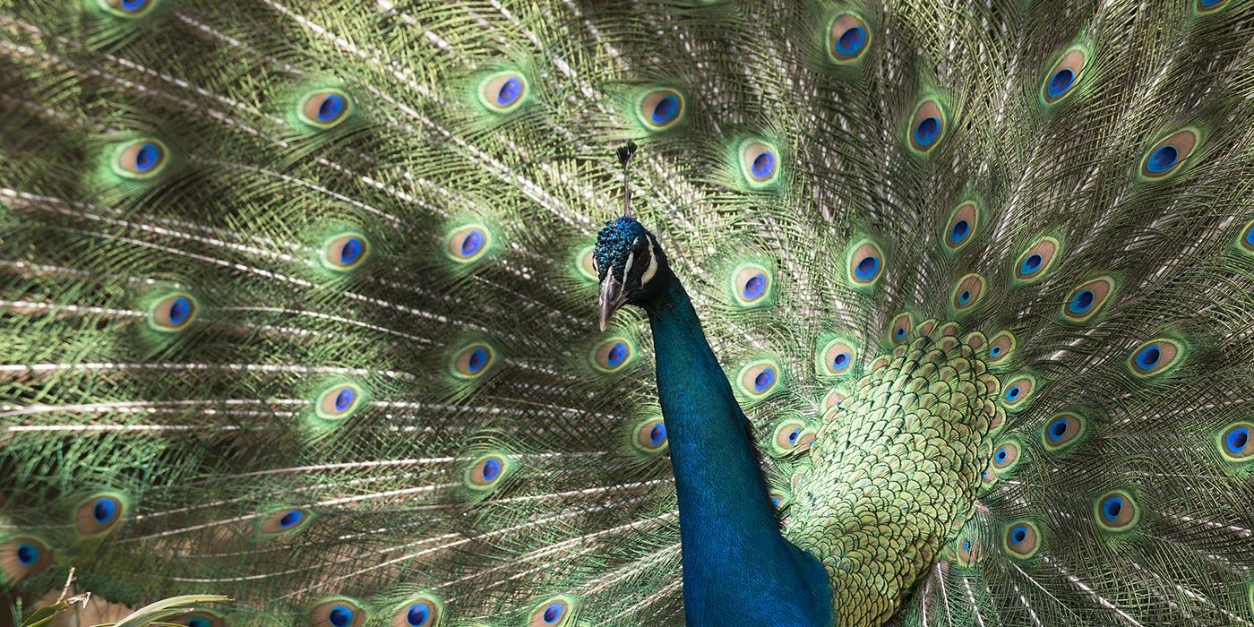 common peafowl