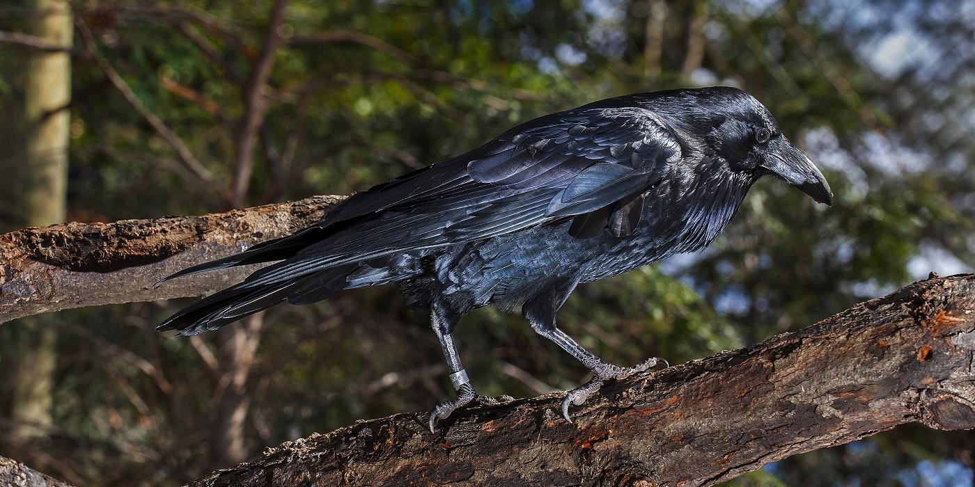 Another side view of a large glossy black bird