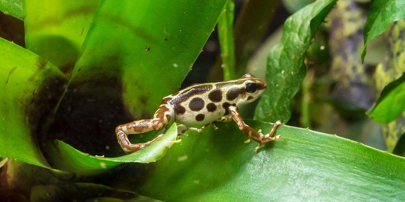 mottled brown and white frog stepping across a leaf