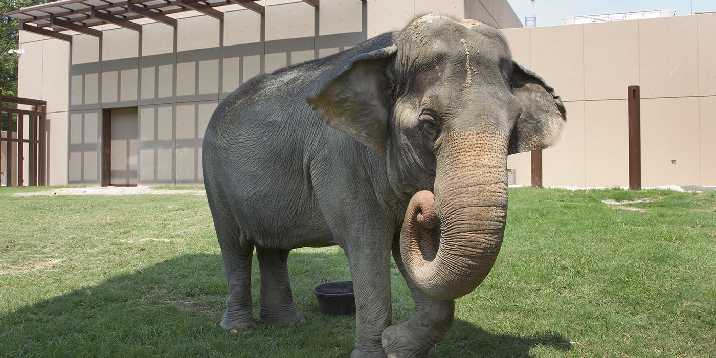 asian elephant