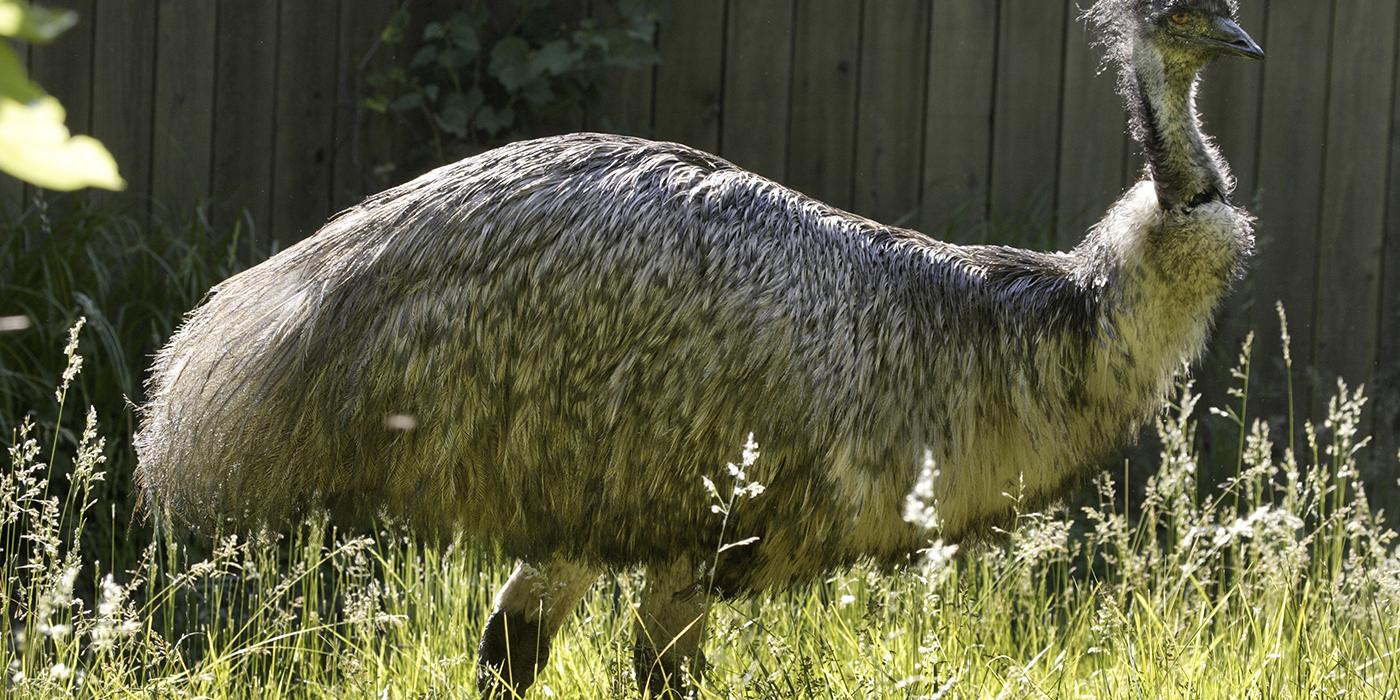 Huge, shaggy gray bird walking in long grass