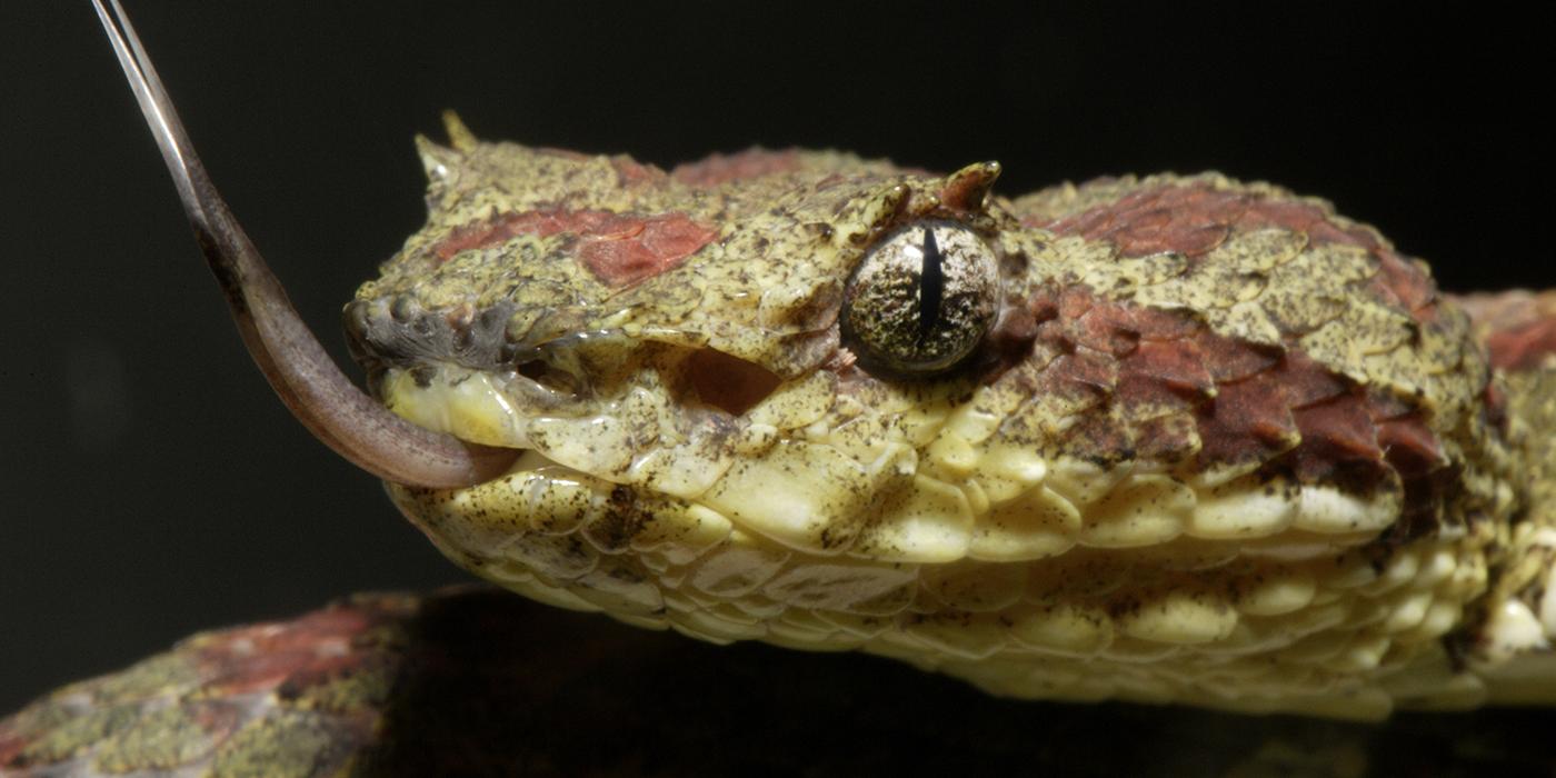 eyelash palm pit viper black background