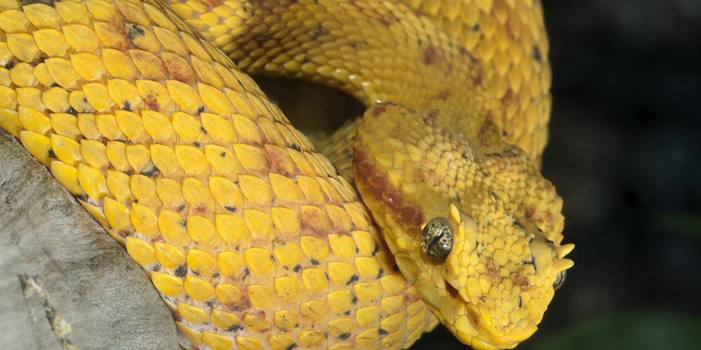 Eyelash Palm Pit Viper on a branch