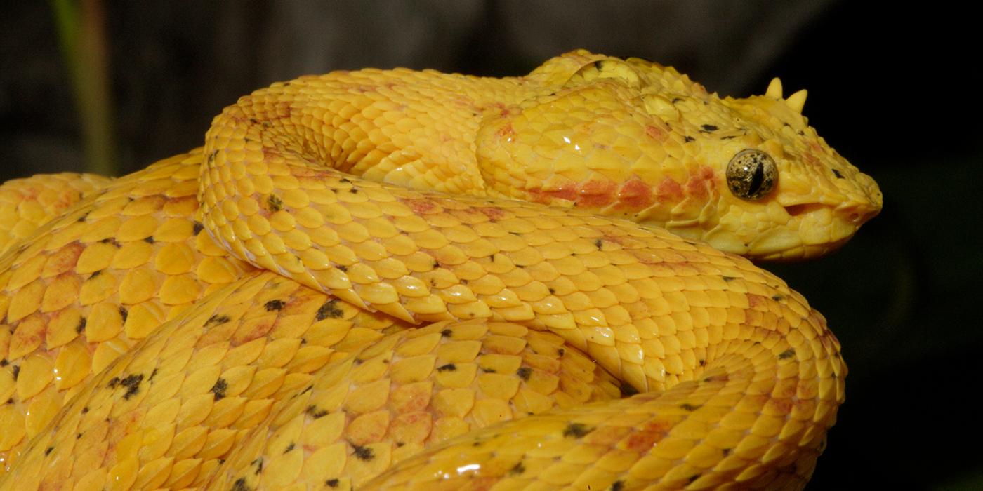 Coiled bright yellow snake with cat-like pupils