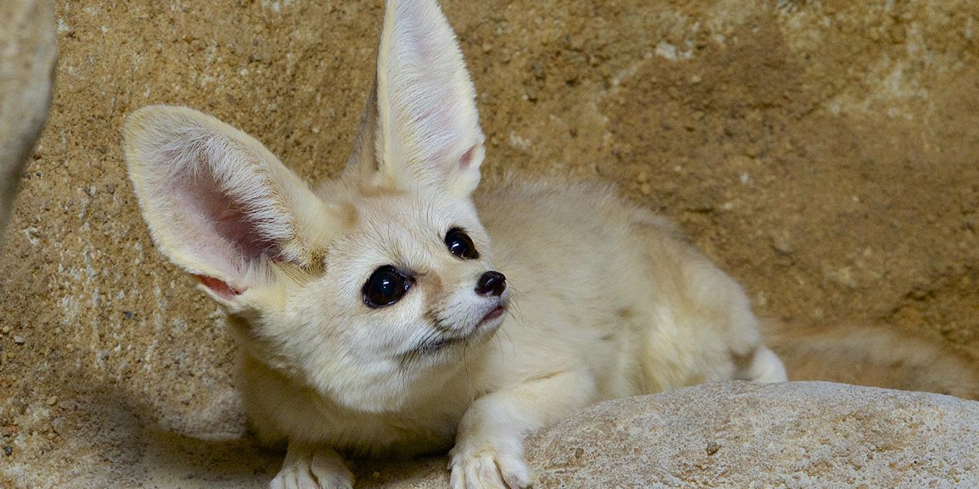 Fennec Fox sitting on rock