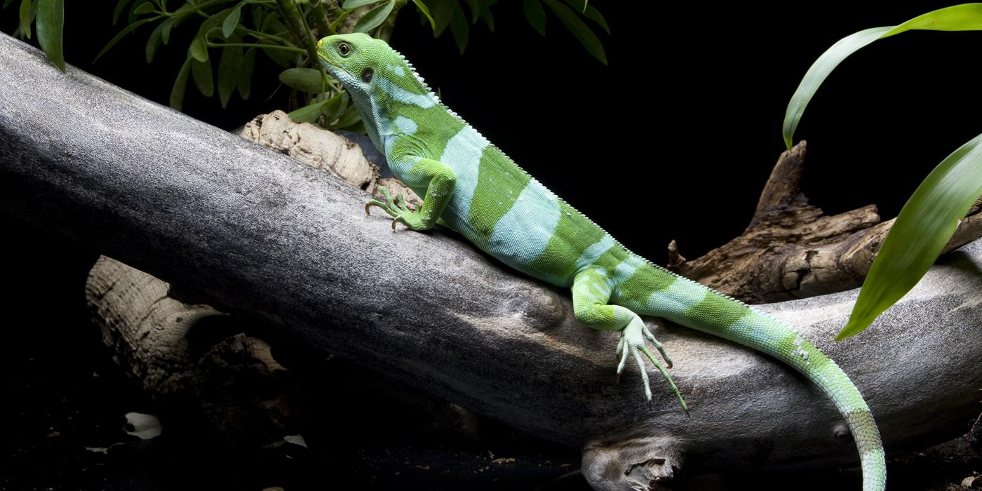 A Fiji banded iguana