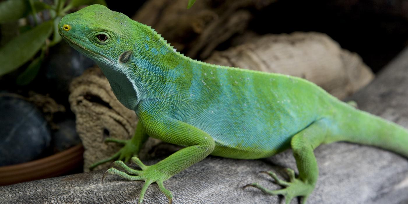 A Fiji banded iguana