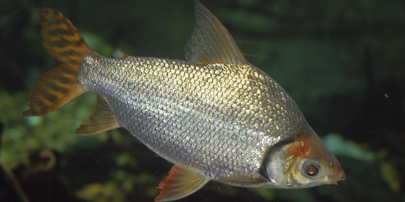 Silver fish with orange tint to fins