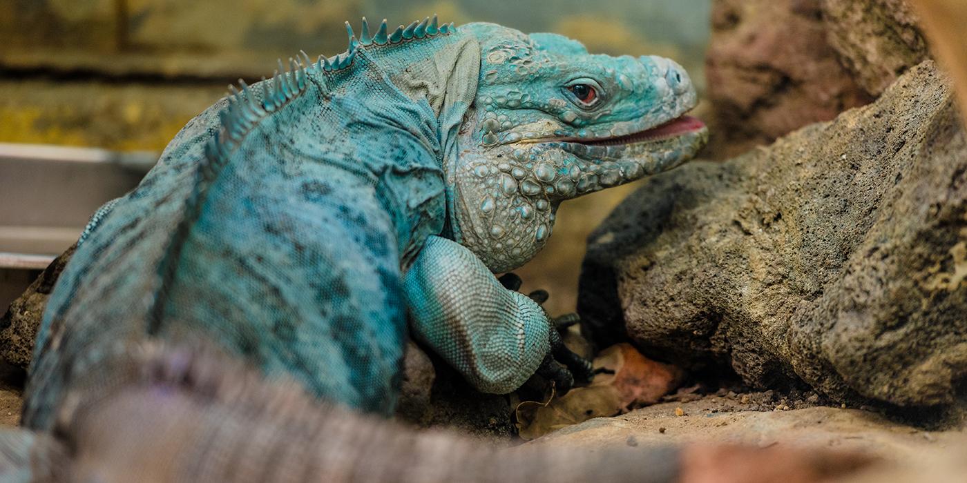 Cayman Island blue iguana