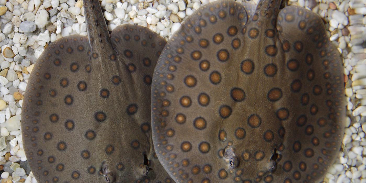 two rays on sand, on partially on top of the other