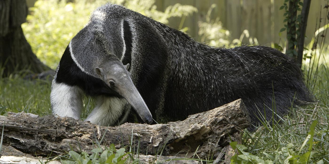 Large gray animal with amazingly long snout and an extremely long and tall tail. It has a black chest with white front legs