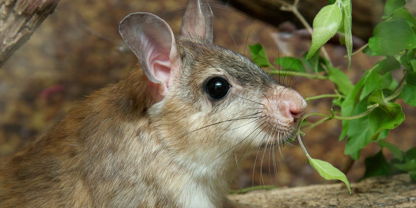 A rat next to a plant