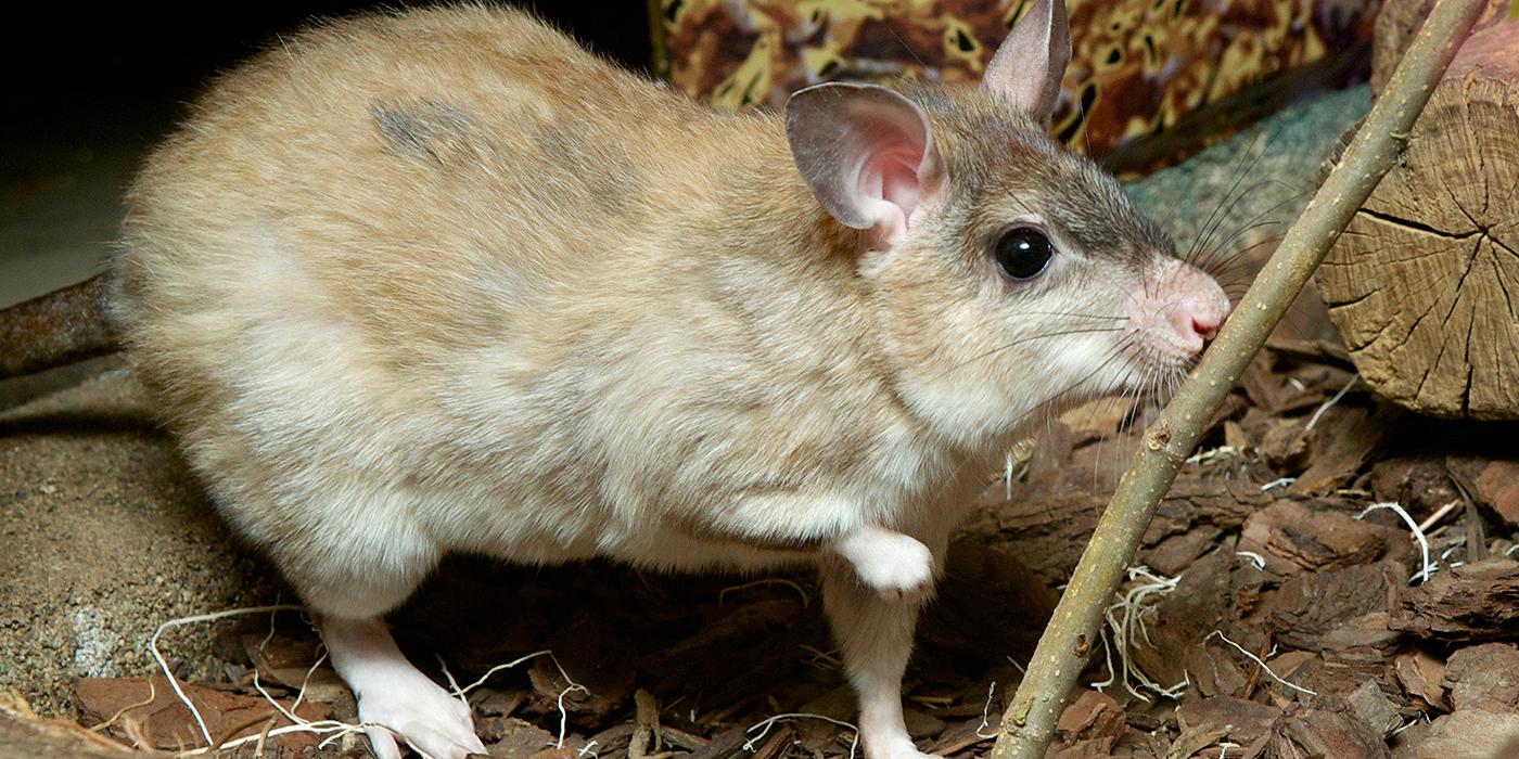 A rat with front paw raised