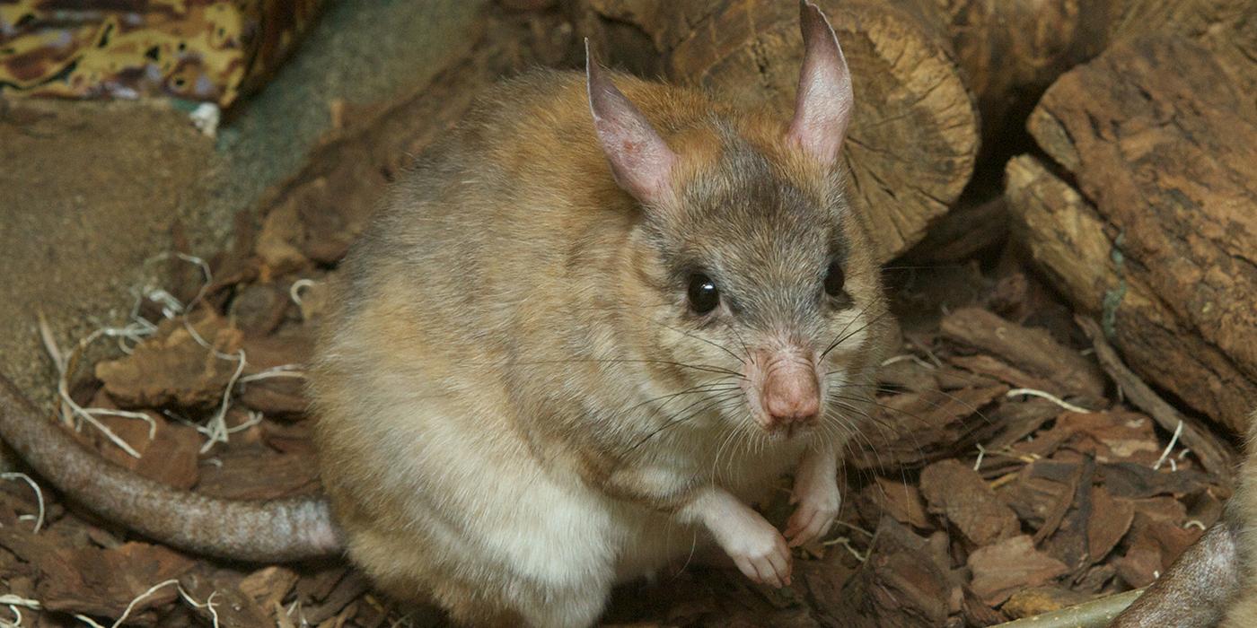 A rat on wood chips