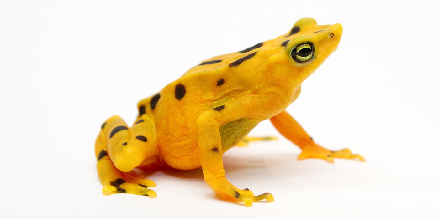 golden frog white background