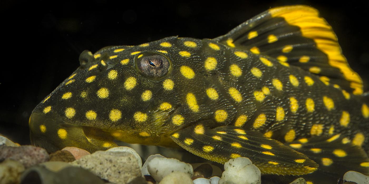 Olive bottom dwelling fish with bright yellow spots all over its body