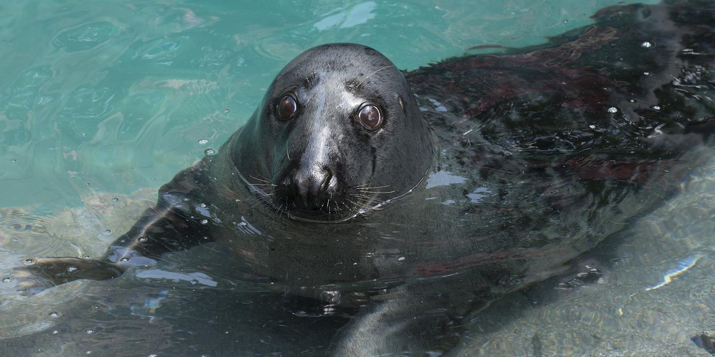 Gray seal reclining on a ledge in the water with its head above the water