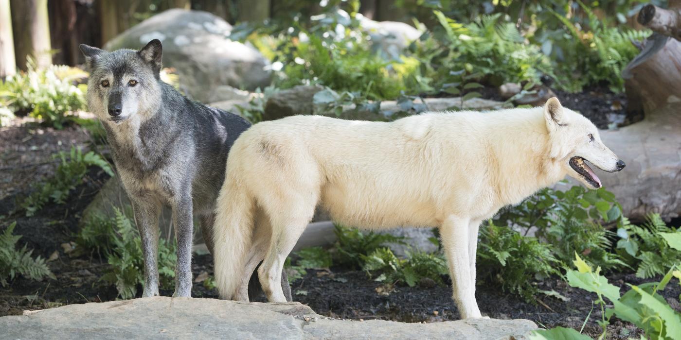 Gray wolves standing on a rock