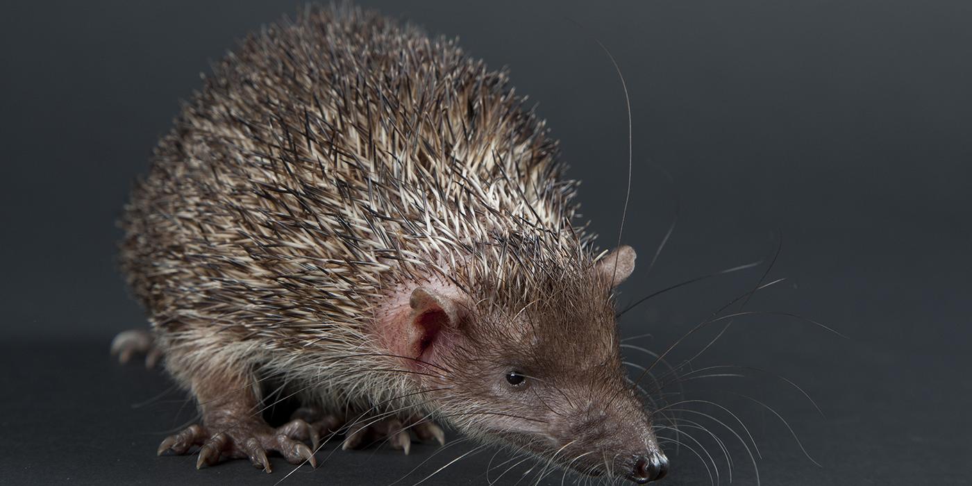 small animal with black and tan bristly fur and a short pointed snout