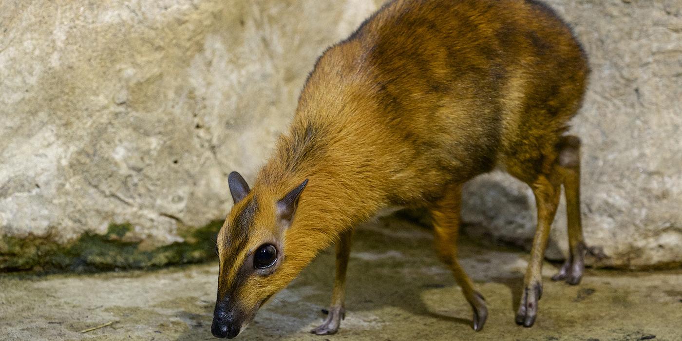 Miniature deer-like creature with golden-yellow and brown fur