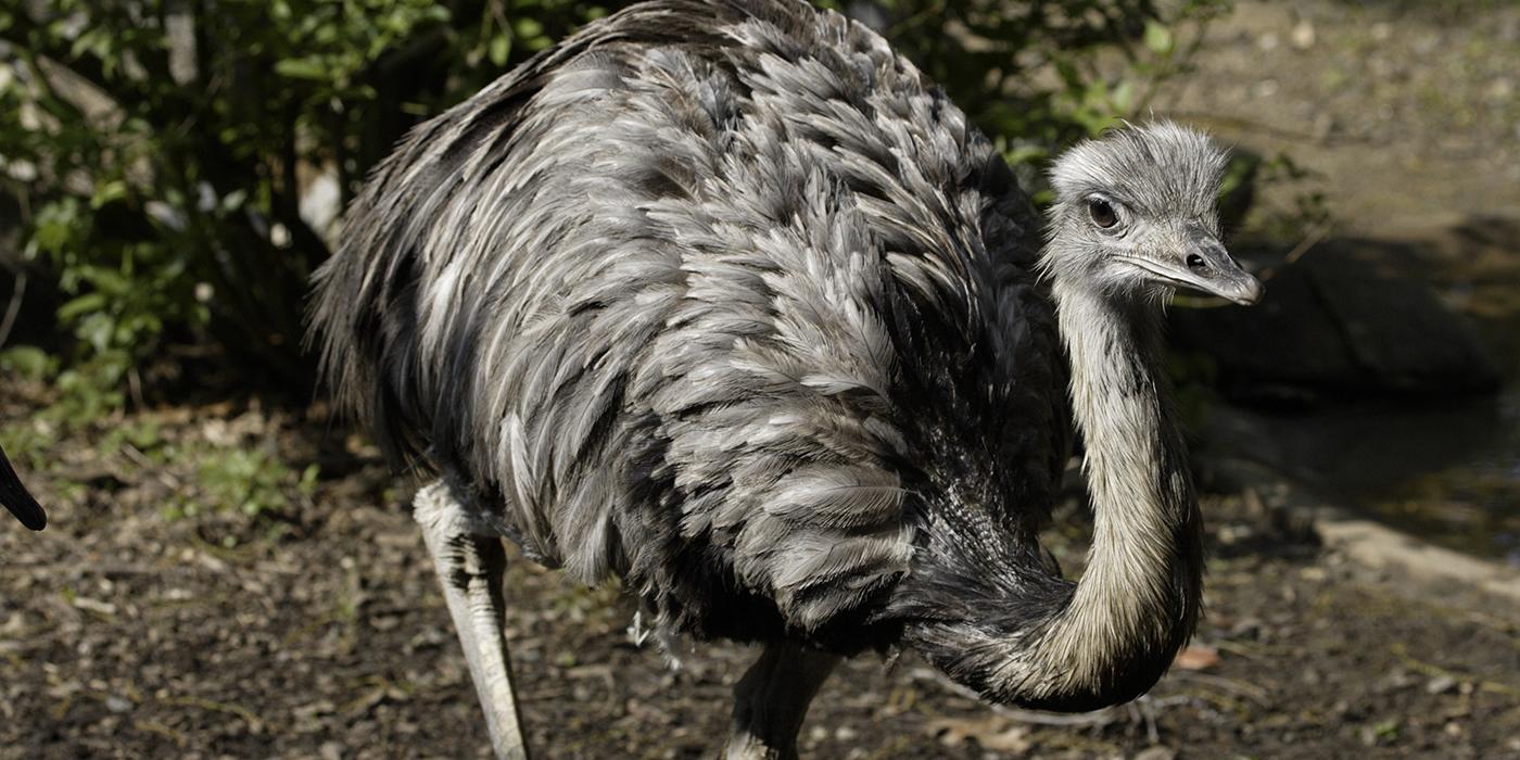 Large gray bird with long, curved neck and long legs