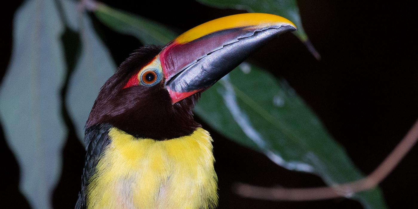 A colorful bird with a large bill, called a green aracari,perched on a branch