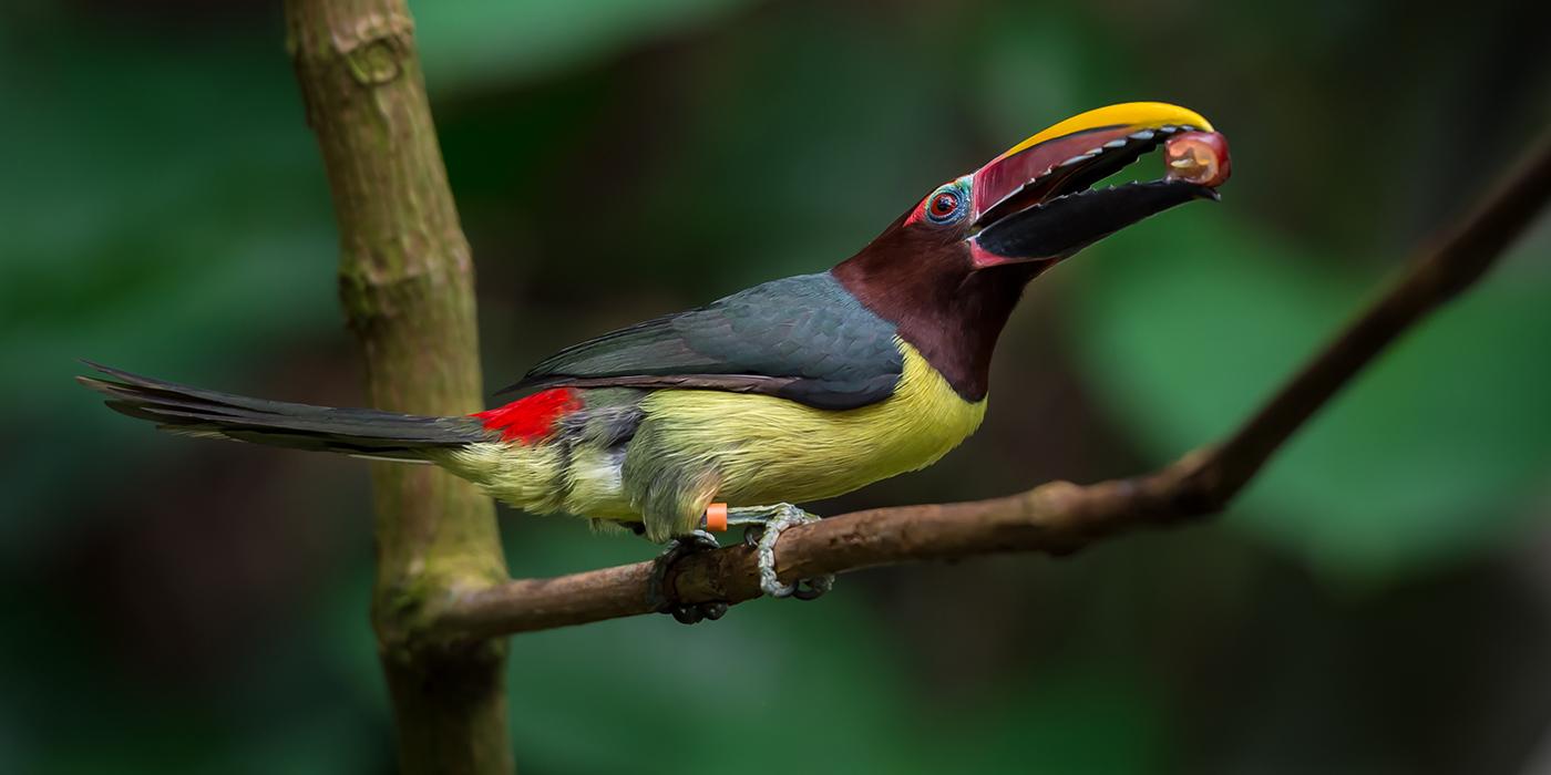 A colorful bird with a large bill, called a green aracari,perched on a branch