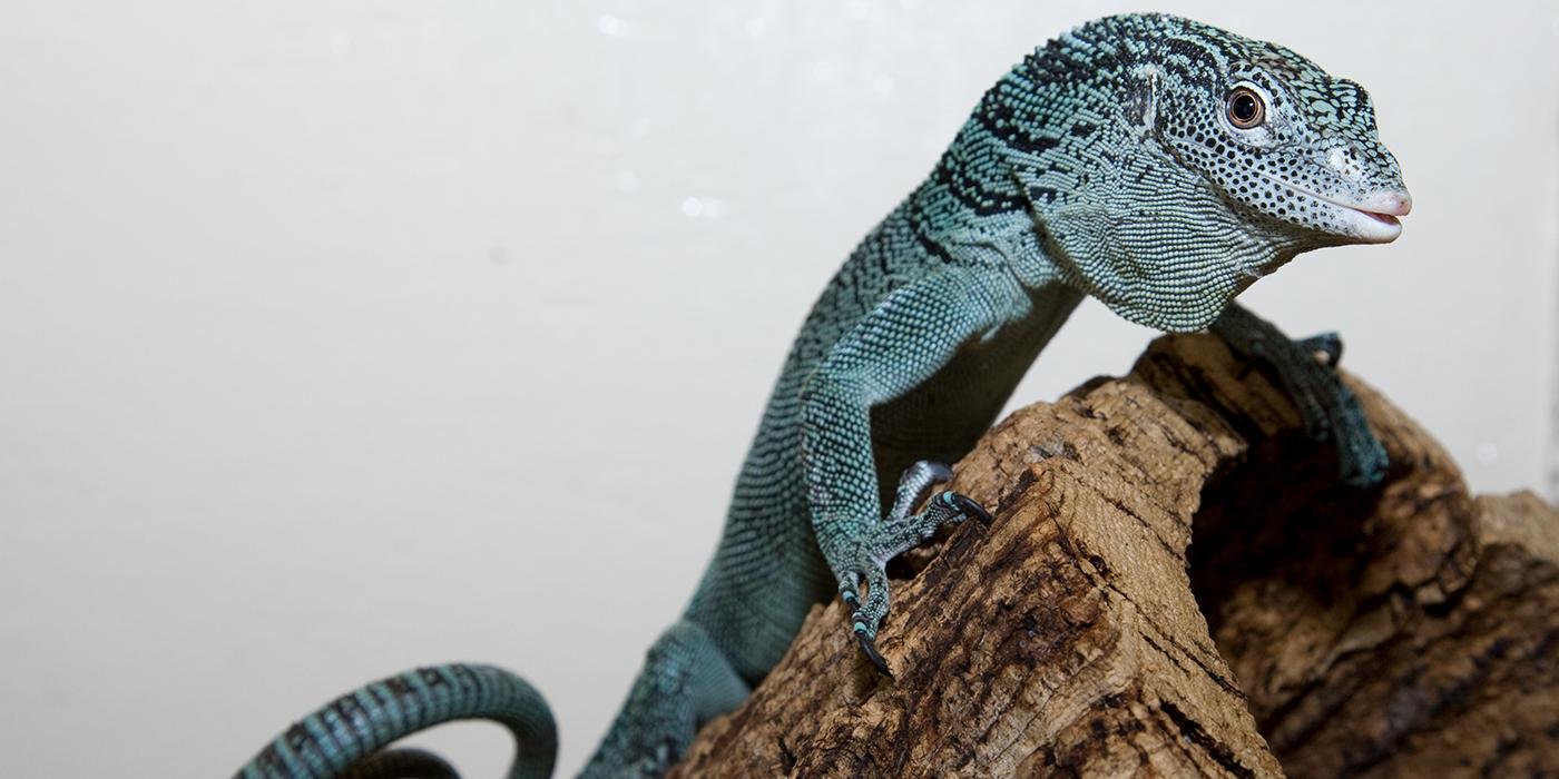 An emerald tree monitor lizard climbing on a branch. The photo has a white background.