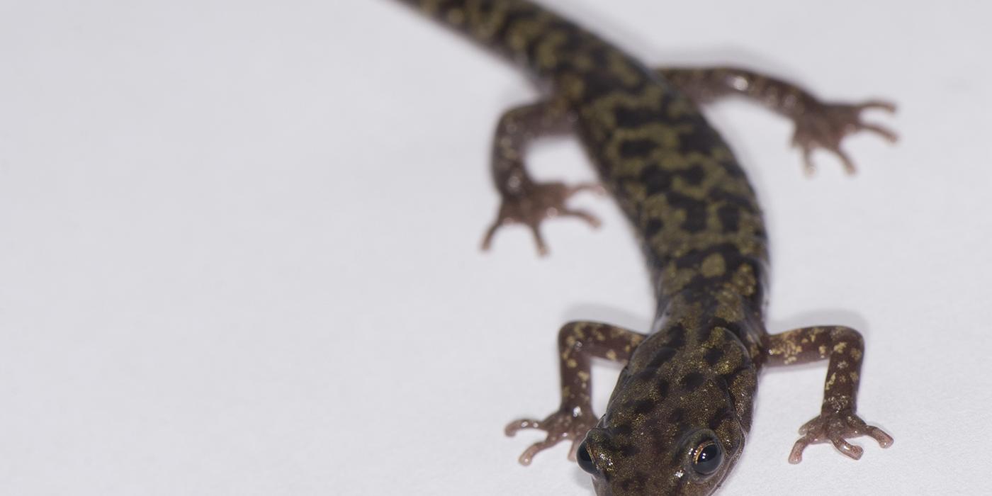 Skinny salamander with marbled coloration of pale green and black