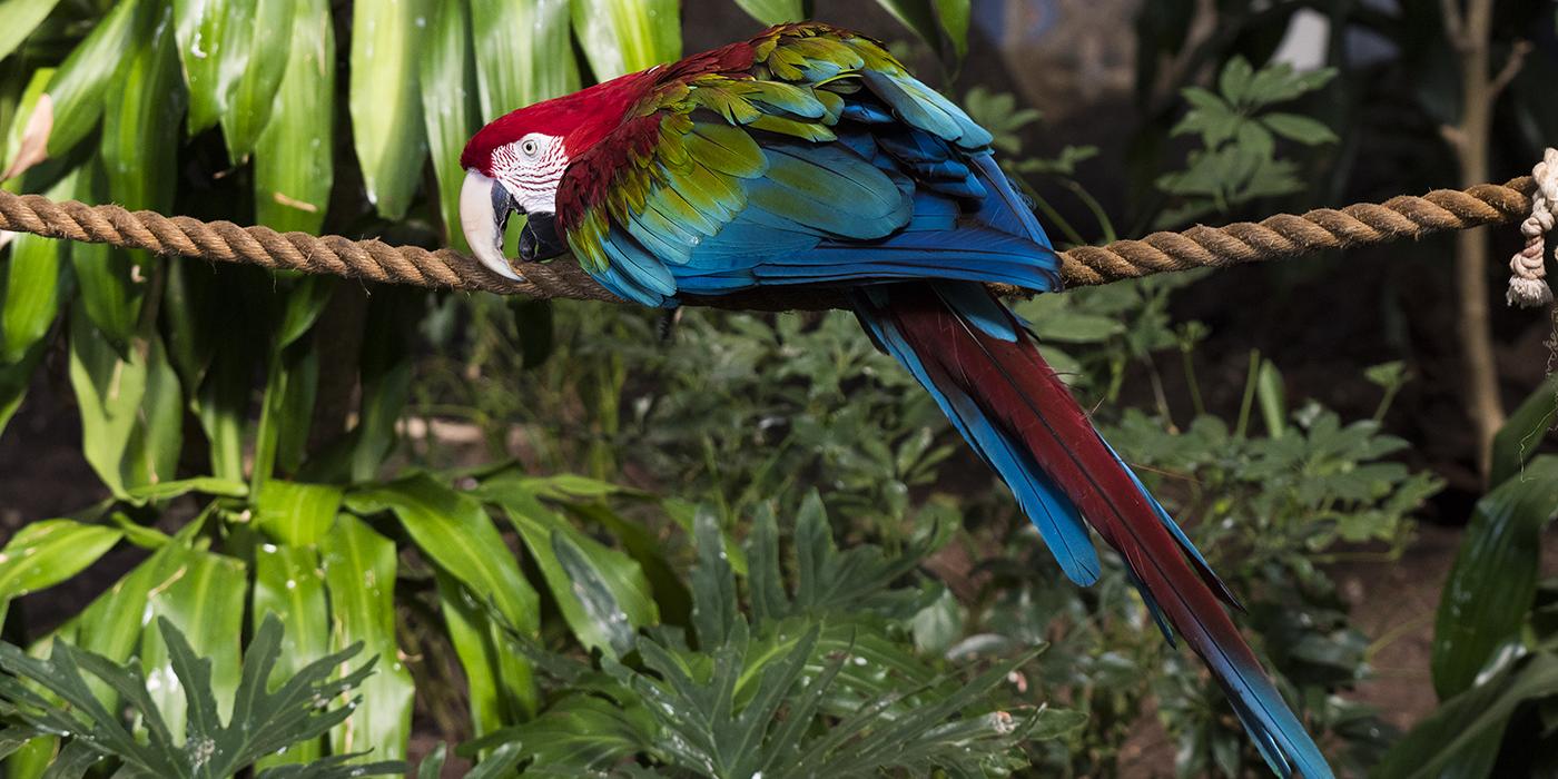 Green-winged macaw on a rope. Its head and tail are scarlet with blue and green mixed in on its wings and tail