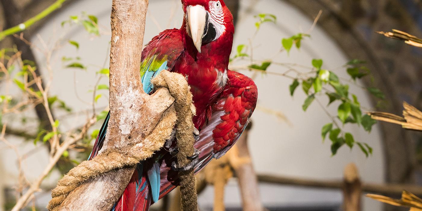 Green Winged Macaw in a tree