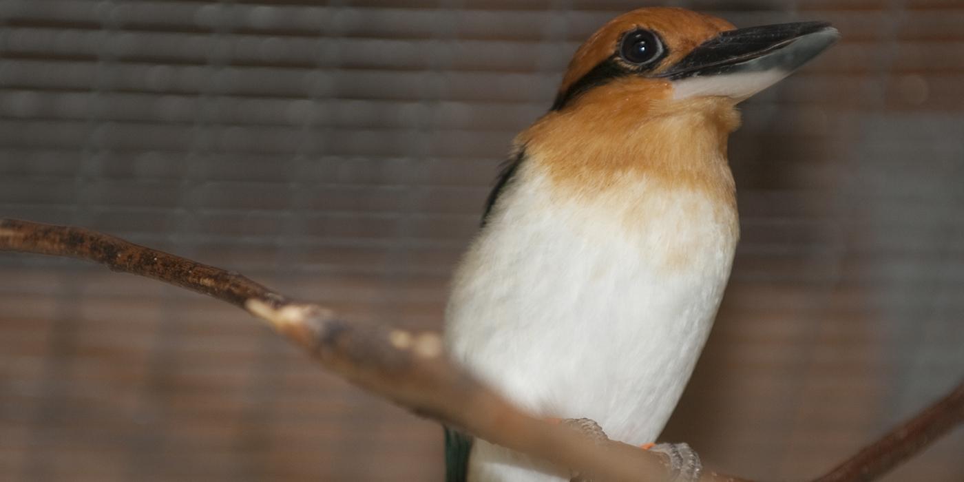 A Guam kingfisher perched on a tree branch