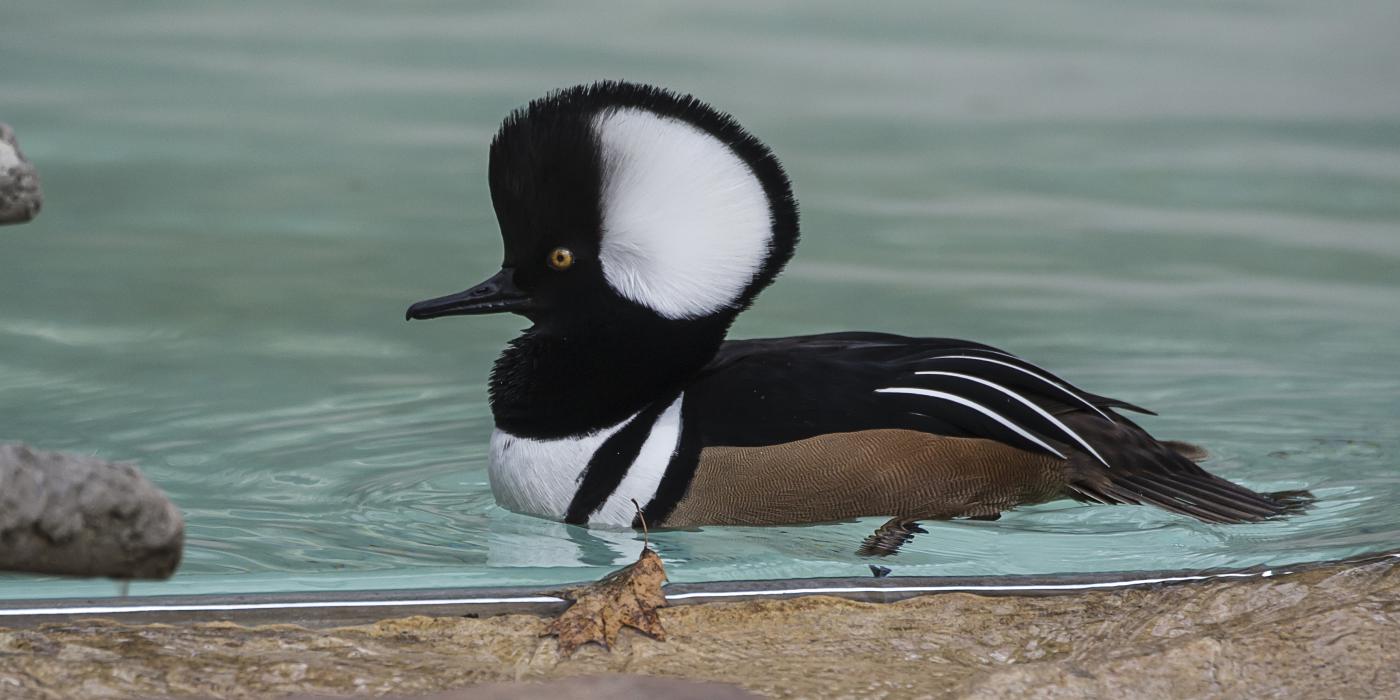 Duck with a shocking black crest with white interior, thin black bill, black back and brown sides floating on water