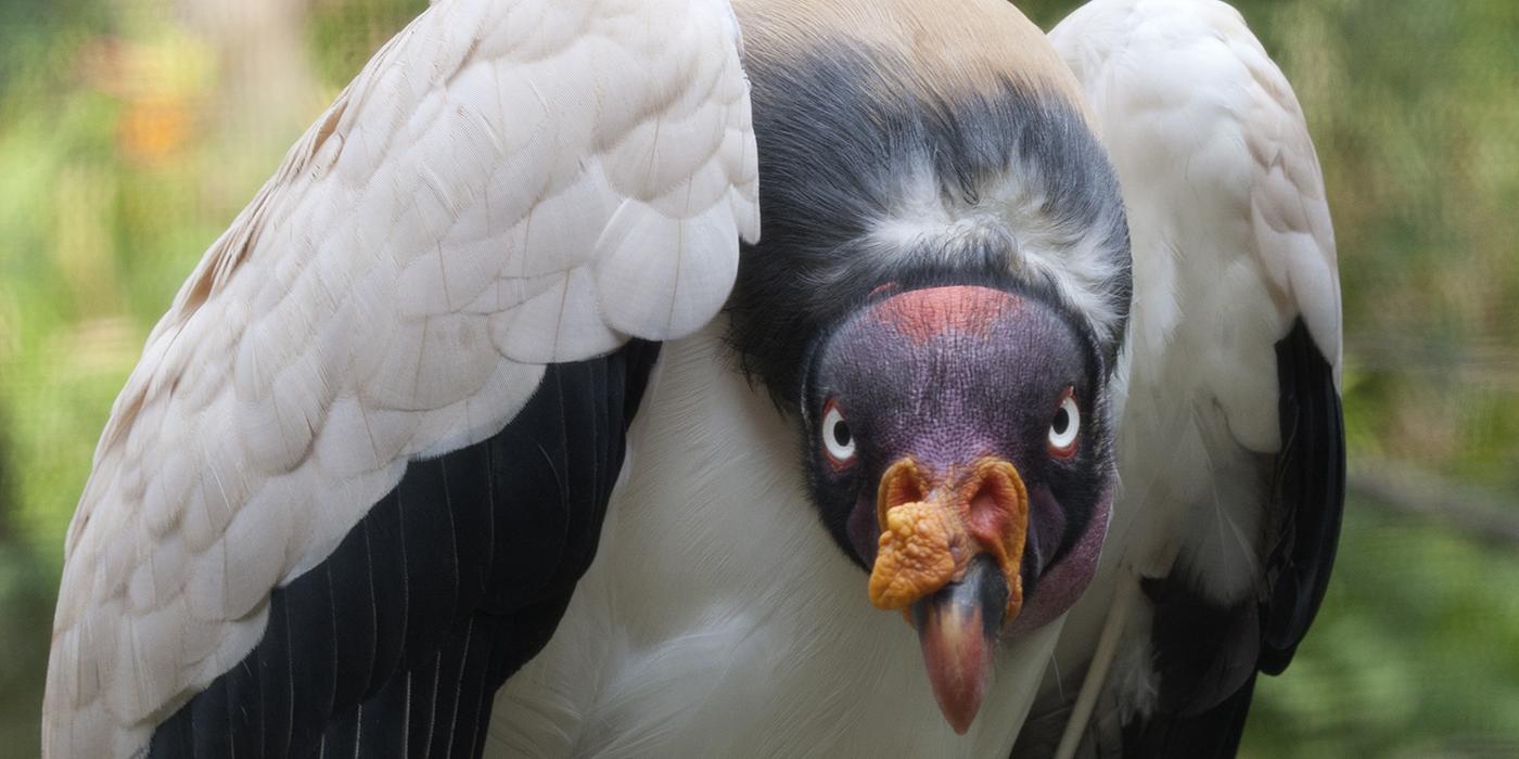 black and white feathered king vulture staring ominously at you with beady, white eyes, and a colorful yellow and red head