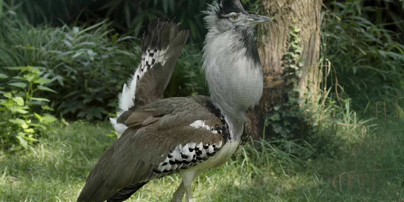 Kori bustard, a turkey-sized bird with gray and white plumage, with inflated neck