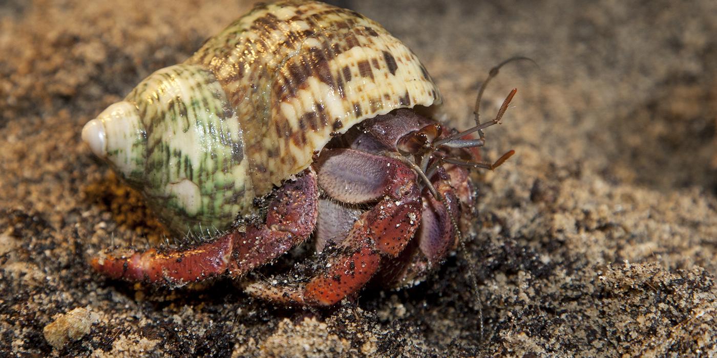 Crab in shell scuttling across the rocks