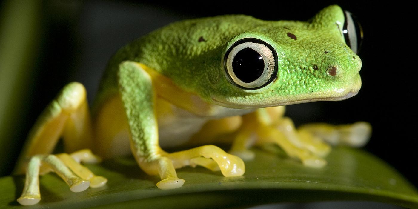 lemur tree frog