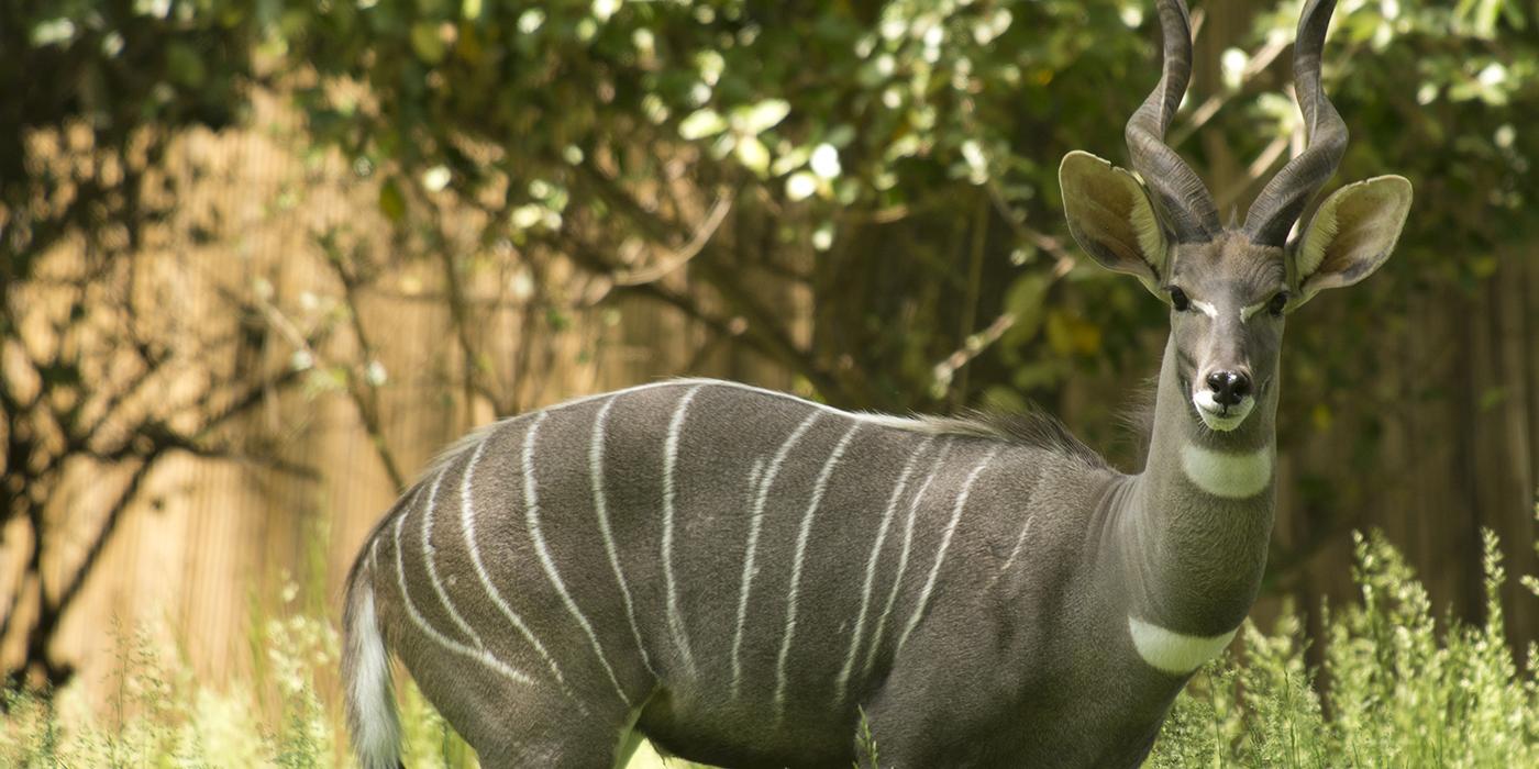 large gray deerlike animal with elegantly twisted horns spiralling upward and thin white longitudinal stripes on its body