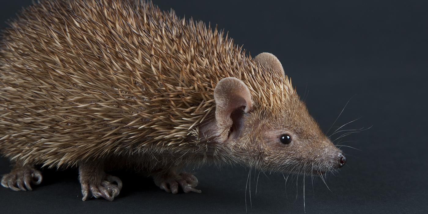 The tan fur on the body of this small critter looks quite thick and spiny