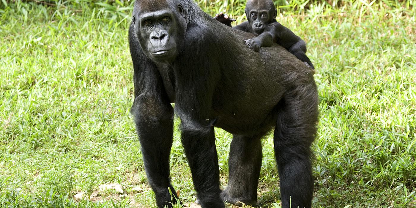 Western lowland gorilla