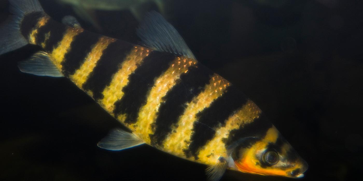 Striking alternate bands of black and pale orange adorn this fish