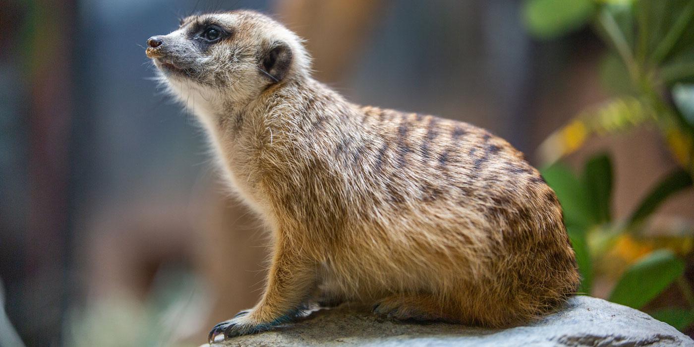 A small mammal, called a meerkat, with light-brown fur with dark brown stripes along its back.